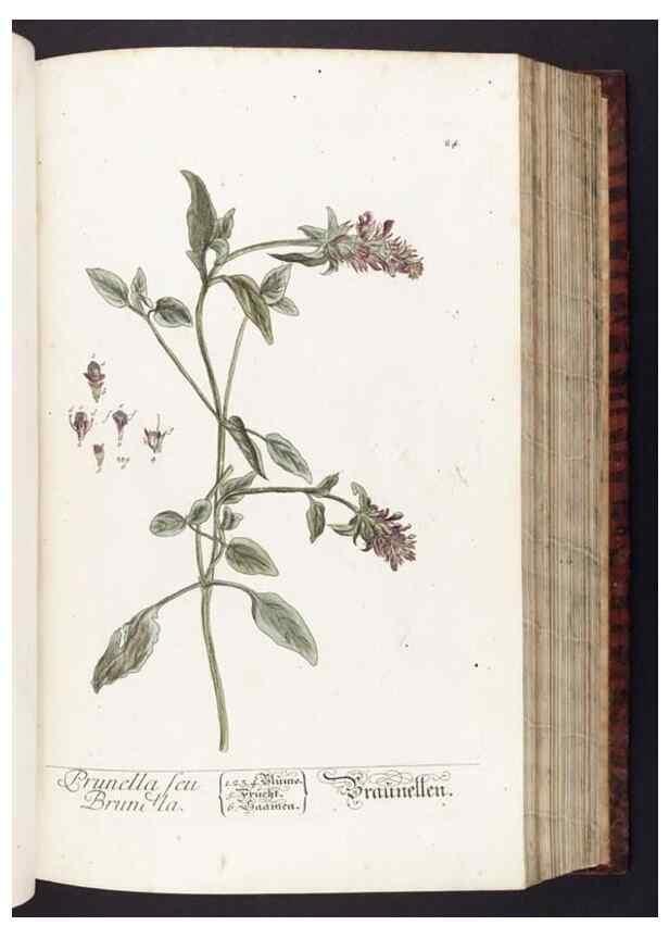 Reproducción/Reproduction 8380588194: Herbarium Blackwellianum emendatum et auctum, id est, Elisabethae Blackwell collectio stirpium. Norimbergae : Typis Io. Iosephi Fleischmanni, 1750-1773.