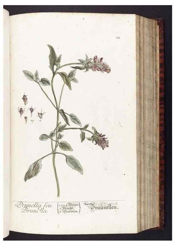 Reproducción/Reproduction 8380588194: Herbarium Blackwellianum emendatum et auctum, id est, Elisabethae Blackwell collectio stirpium. Norimbergae : Typis Io. Iosephi Fleischmanni, 1750-1773.