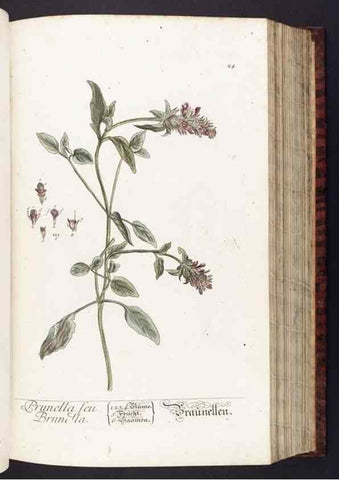 Reproducción/Reproduction 8380588194: Herbarium Blackwellianum emendatum et auctum, id est, Elisabethae Blackwell collectio stirpium. Norimbergae : Typis Io. Iosephi Fleischmanni, 1750-1773.
