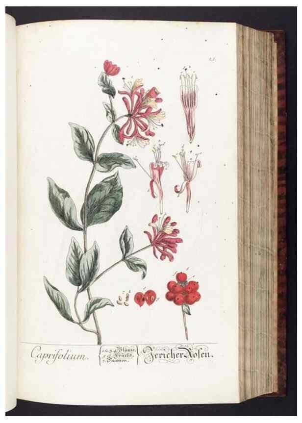 Reproducción/Reproduction 8380588330: Herbarium Blackwellianum emendatum et auctum, id est, Elisabethae Blackwell collectio stirpium. Norimbergae : Typis Io. Iosephi Fleischmanni, 1750-1773.