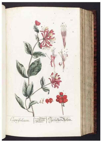 Reproducción/Reproduction 8380588330: Herbarium Blackwellianum emendatum et auctum, id est, Elisabethae Blackwell collectio stirpium. Norimbergae : Typis Io. Iosephi Fleischmanni, 1750-1773.