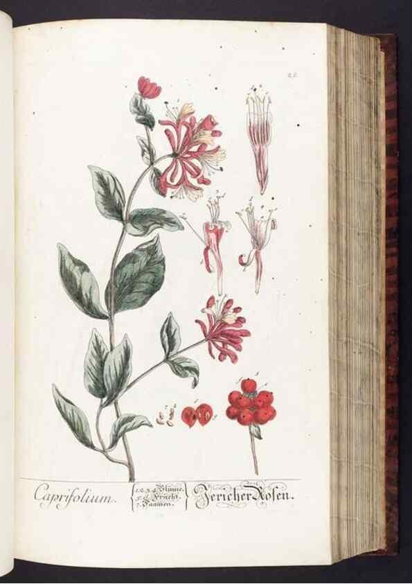Reproducción/Reproduction 8380588330: Herbarium Blackwellianum emendatum et auctum, id est, Elisabethae Blackwell collectio stirpium. Norimbergae : Typis Io. Iosephi Fleischmanni, 1750-1773.
