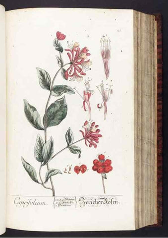 Reproducción/Reproduction 8380588330: Herbarium Blackwellianum emendatum et auctum, id est, Elisabethae Blackwell collectio stirpium. Norimbergae : Typis Io. Iosephi Fleischmanni, 1750-1773.