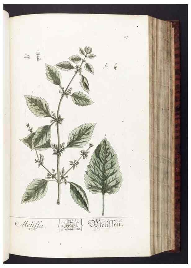 Reproducción/Reproduction 8380588586: Herbarium Blackwellianum emendatum et auctum, id est, Elisabethae Blackwell collectio stirpium. Norimbergae : Typis Io. Iosephi Fleischmanni, 1750-1773.