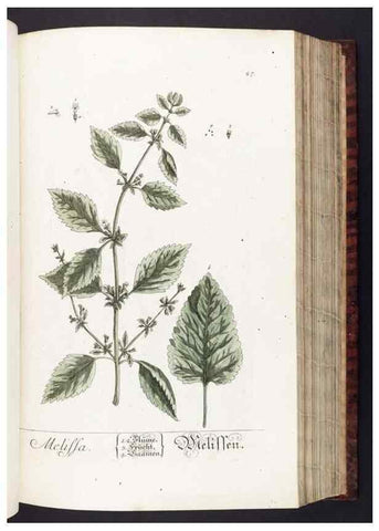 Reproducción/Reproduction 8380588586: Herbarium Blackwellianum emendatum et auctum, id est, Elisabethae Blackwell collectio stirpium. Norimbergae : Typis Io. Iosephi Fleischmanni, 1750-1773.