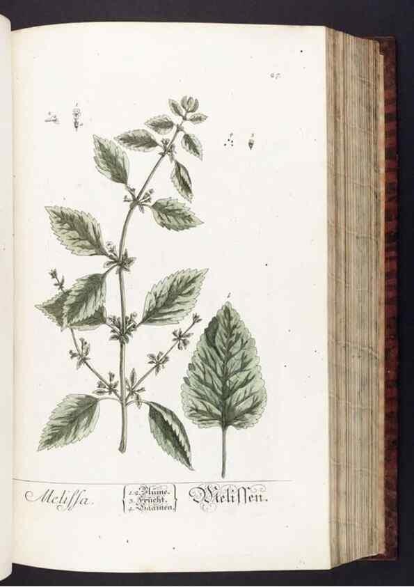 Reproducción/Reproduction 8380588586: Herbarium Blackwellianum emendatum et auctum, id est, Elisabethae Blackwell collectio stirpium. Norimbergae : Typis Io. Iosephi Fleischmanni, 1750-1773.