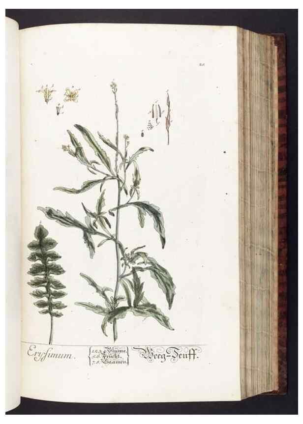 Reproducción/Reproduction 8380588752: Herbarium Blackwellianum emendatum et auctum, id est, Elisabethae Blackwell collectio stirpium. Norimbergae : Typis Io. Iosephi Fleischmanni, 1750-1773.