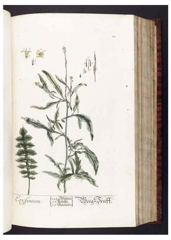 Reproducción/Reproduction 8380588752: Herbarium Blackwellianum emendatum et auctum, id est, Elisabethae Blackwell collectio stirpium. Norimbergae : Typis Io. Iosephi Fleischmanni, 1750-1773.