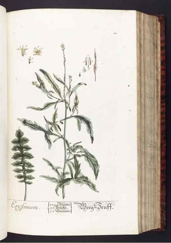 Reproducción/Reproduction 8380588752: Herbarium Blackwellianum emendatum et auctum, id est, Elisabethae Blackwell collectio stirpium. Norimbergae : Typis Io. Iosephi Fleischmanni, 1750-1773.