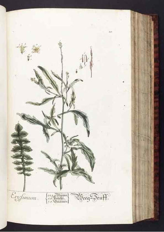 Reproducción/Reproduction 8380588752: Herbarium Blackwellianum emendatum et auctum, id est, Elisabethae Blackwell collectio stirpium. Norimbergae : Typis Io. Iosephi Fleischmanni, 1750-1773.