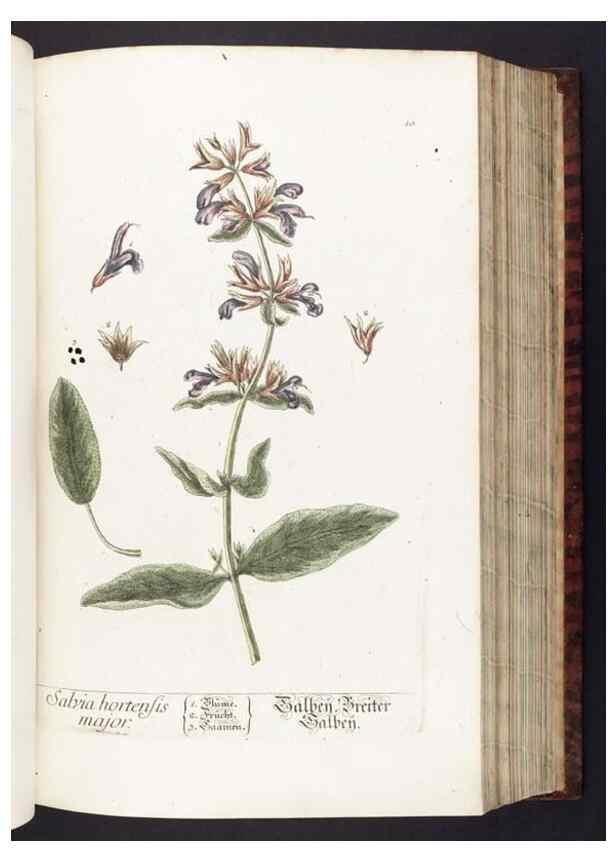 Reproducción/Reproduction 8379505727: Herbarium Blackwellianum emendatum et auctum, id est, Elisabethae Blackwell collectio stirpium. Norimbergae : Typis Io. Iosephi Fleischmanni, 1750-1773.