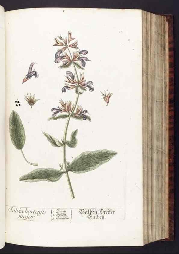 Reproducción/Reproduction 8379505727: Herbarium Blackwellianum emendatum et auctum, id est, Elisabethae Blackwell collectio stirpium. Norimbergae : Typis Io. Iosephi Fleischmanni, 1750-1773.