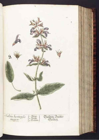 Reproducción/Reproduction 8379505727: Herbarium Blackwellianum emendatum et auctum, id est, Elisabethae Blackwell collectio stirpium. Norimbergae : Typis Io. Iosephi Fleischmanni, 1750-1773.