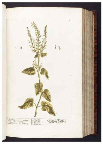 Reproducción/Reproduction 8379505571: Herbarium Blackwellianum emendatum et auctum, id est, Elisabethae Blackwell collectio stirpium. Norimbergae : Typis Io. Iosephi Fleischmanni, 1750-1773.