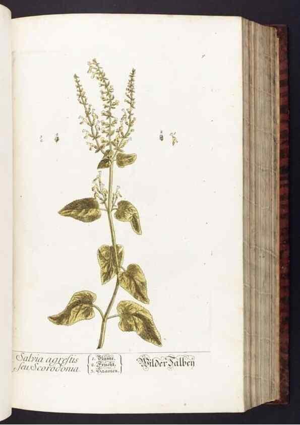 Reproducción/Reproduction 8379505571: Herbarium Blackwellianum emendatum et auctum, id est, Elisabethae Blackwell collectio stirpium. Norimbergae : Typis Io. Iosephi Fleischmanni, 1750-1773.