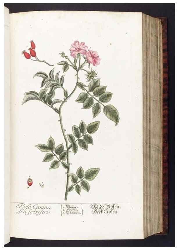 Reproducción/Reproduction 8379505393: Herbarium Blackwellianum emendatum et auctum, id est, Elisabethae Blackwell collectio stirpium. Norimbergae : Typis Io. Iosephi Fleischmanni, 1750-1773.