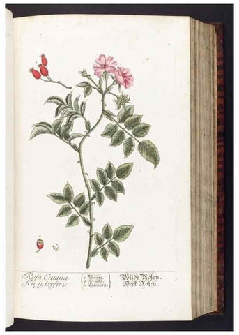 Reproducción/Reproduction 8379505393: Herbarium Blackwellianum emendatum et auctum, id est, Elisabethae Blackwell collectio stirpium. Norimbergae : Typis Io. Iosephi Fleischmanni, 1750-1773.