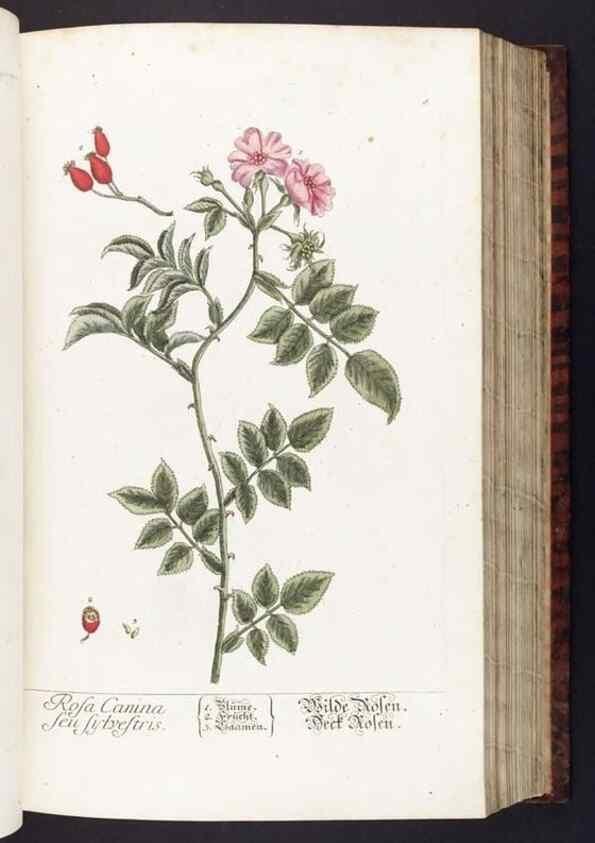 Reproducción/Reproduction 8379505393: Herbarium Blackwellianum emendatum et auctum, id est, Elisabethae Blackwell collectio stirpium. Norimbergae : Typis Io. Iosephi Fleischmanni, 1750-1773.