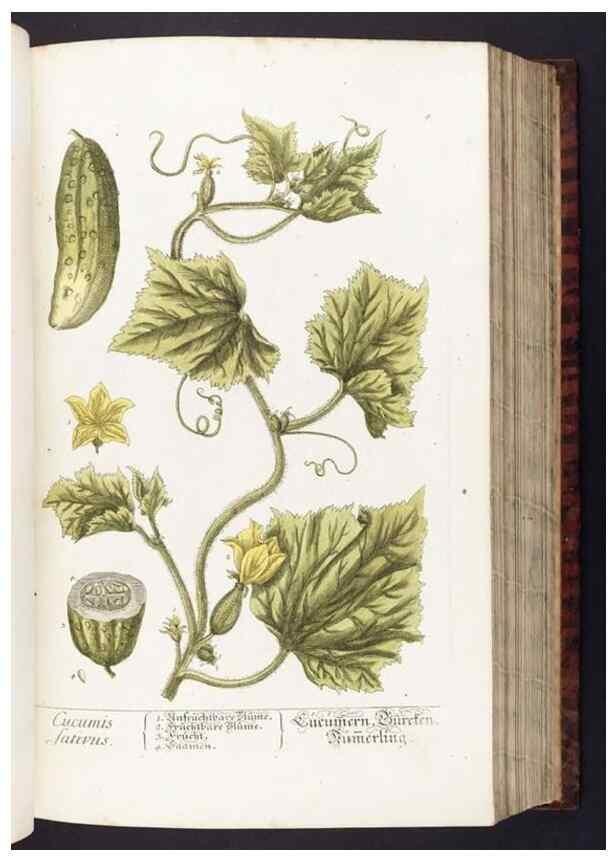 Reproducción/Reproduction 8380584416: Herbarium Blackwellianum emendatum et auctum, id est, Elisabethae Blackwell collectio stirpium. Norimbergae : Typis Io. Iosephi Fleischmanni, 1750-1773.