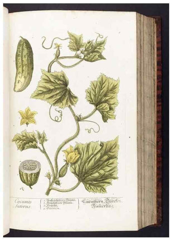 Reproducción/Reproduction 8380584416: Herbarium Blackwellianum emendatum et auctum, id est, Elisabethae Blackwell collectio stirpium. Norimbergae : Typis Io. Iosephi Fleischmanni, 1750-1773.