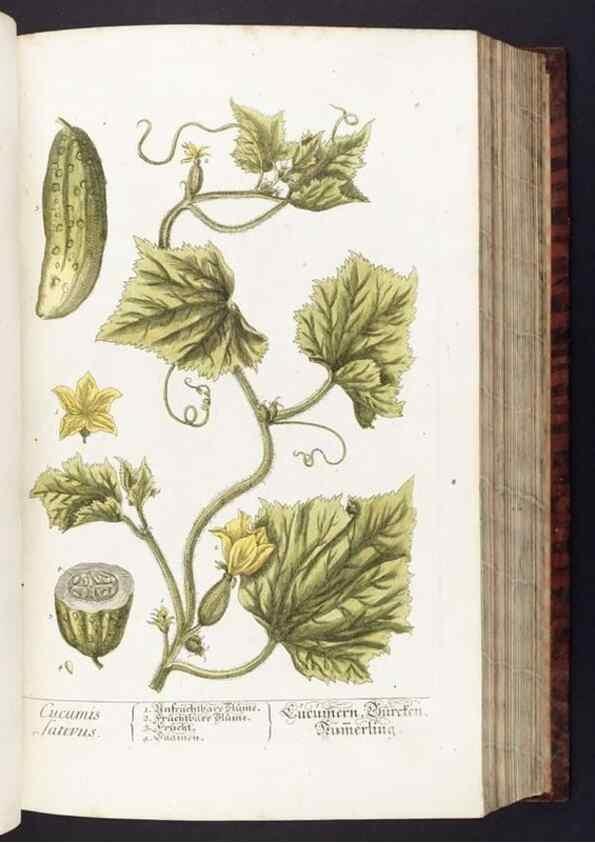 Reproducción/Reproduction 8380584416: Herbarium Blackwellianum emendatum et auctum, id est, Elisabethae Blackwell collectio stirpium. Norimbergae : Typis Io. Iosephi Fleischmanni, 1750-1773.
