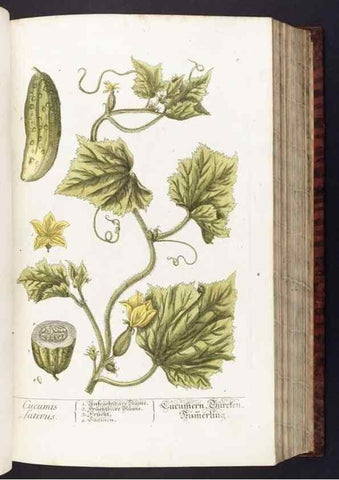 Reproducción/Reproduction 8380584416: Herbarium Blackwellianum emendatum et auctum, id est, Elisabethae Blackwell collectio stirpium. Norimbergae : Typis Io. Iosephi Fleischmanni, 1750-1773.