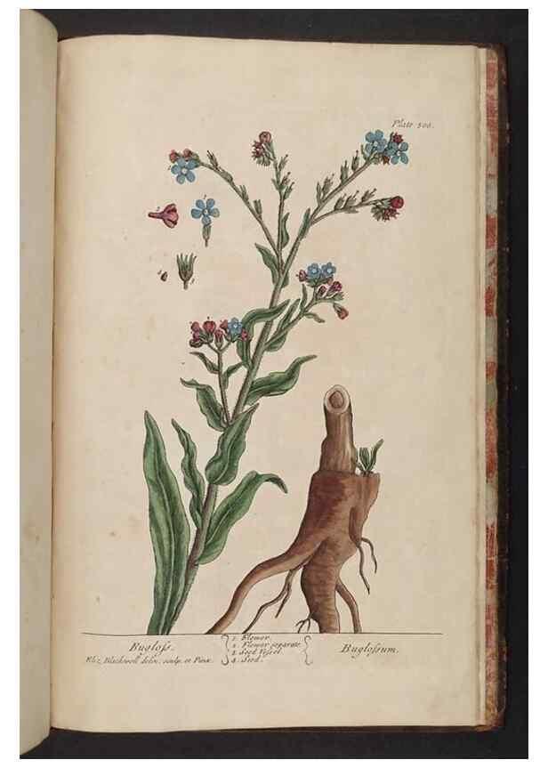 Reproducción/Reproduction 8362234524: A curious herbal. London : Printed for Samuel Harding, 1737-1739.