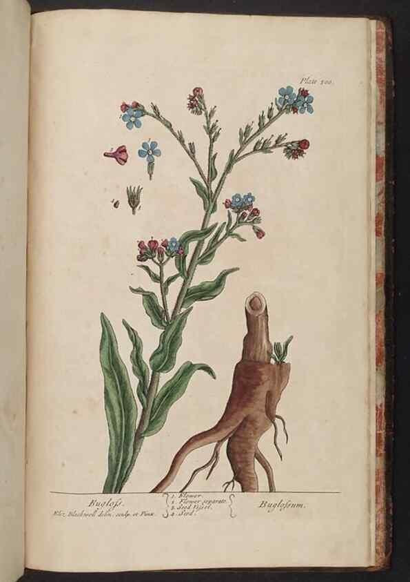 Reproducción/Reproduction 8362234524: A curious herbal. London : Printed for Samuel Harding, 1737-1739.