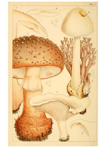 Reproducción/Reproduction 8379424839: British edible fungi :. London :K. Paul, Trench, Trbner,1891.