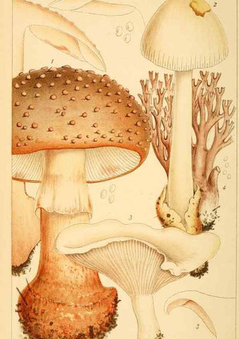 Reproducción/Reproduction 8379424839: British edible fungi :. London :K. Paul, Trench, Trbner,1891.