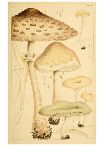 Reproducción/Reproduction 8380505078: British edible fungi :. London :K. Paul, Trench, Trbner,1891.