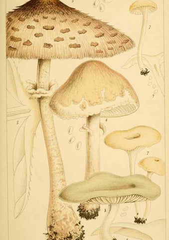 Reproducción/Reproduction 8380505078: British edible fungi :. London :K. Paul, Trench, Trbner,1891.