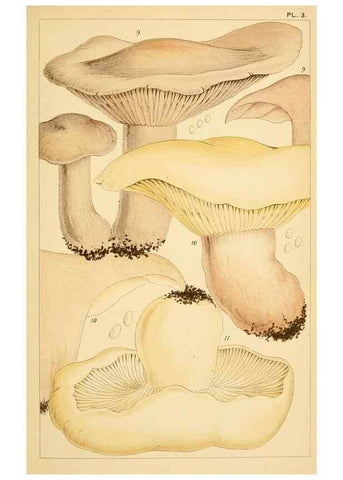 Reproducción/Reproduction 8379426129: British edible fungi :. London :K. Paul, Trench, Trbner,1891.