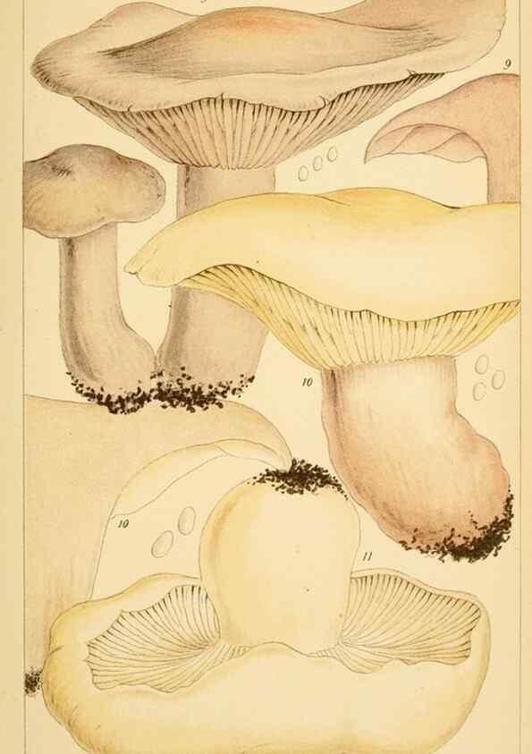 Reproducción/Reproduction 8379426129: British edible fungi :. London :K. Paul, Trench, Trbner,1891.