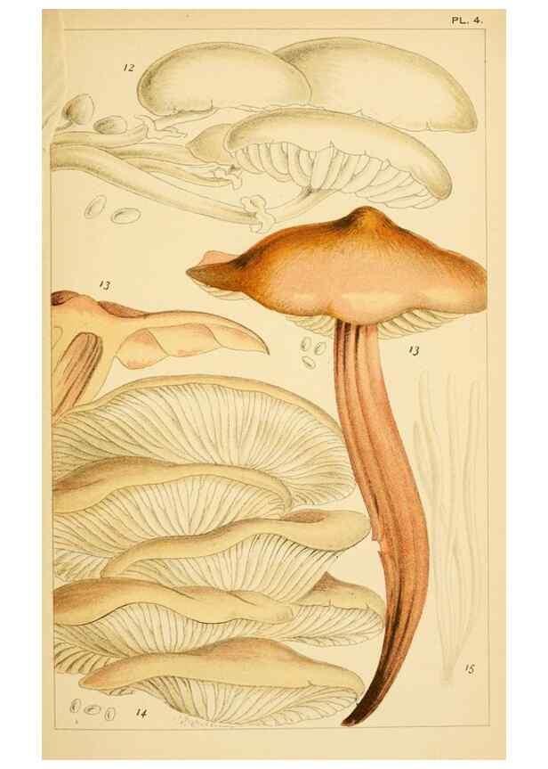 Reproducción/Reproduction 8379426855: British edible fungi :. London :K. Paul, Trench, Trbner,1891.