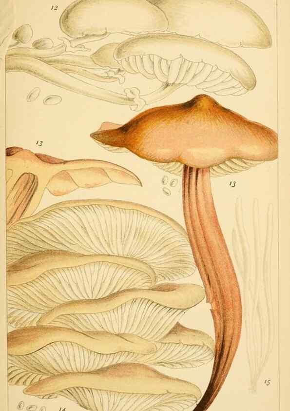 Reproducción/Reproduction 8379426855: British edible fungi :. London :K. Paul, Trench, Trbner,1891.