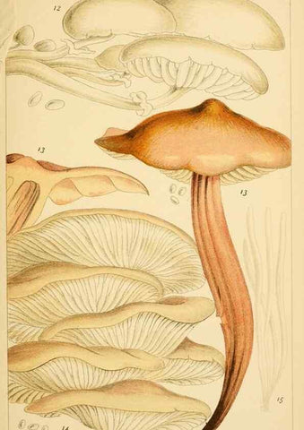 Reproducción/Reproduction 8379426855: British edible fungi :. London :K. Paul, Trench, Trbner,1891.