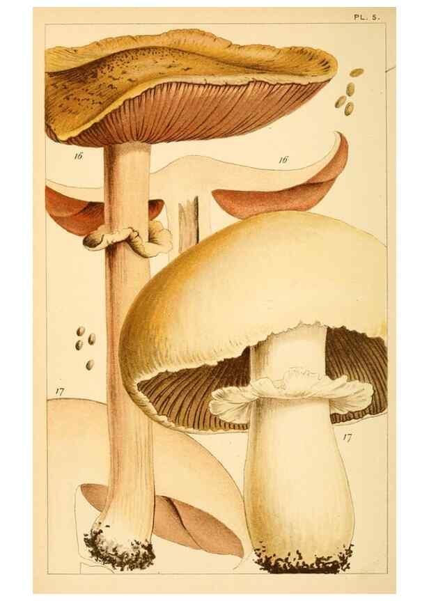 Reproducción/Reproduction 8380507170: British edible fungi :. London :K. Paul, Trench, Trbner,1891.
