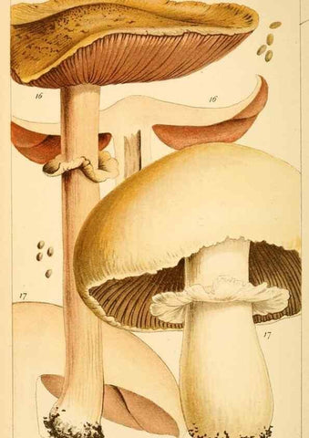 Reproducción/Reproduction 8380507170: British edible fungi :. London :K. Paul, Trench, Trbner,1891.
