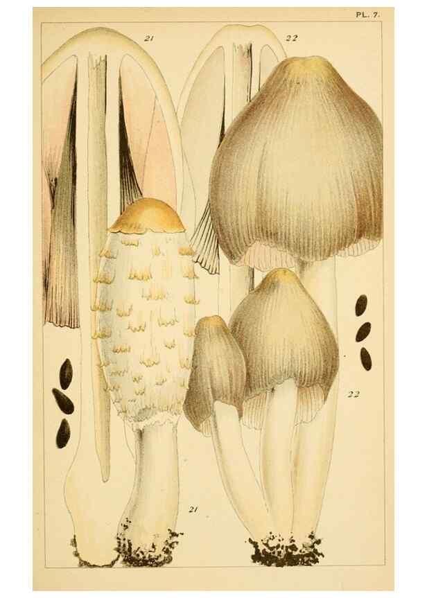 Reproducción/Reproduction 8380508206: British edible fungi :. London :K. Paul, Trench, Trbner,1891.