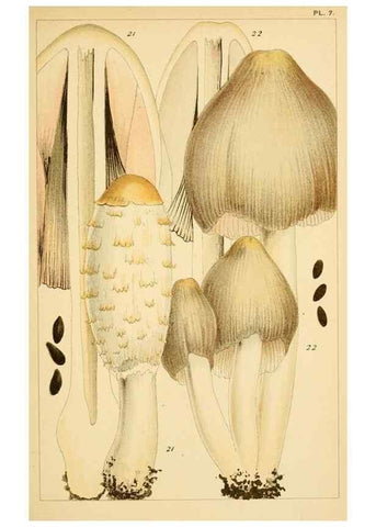 Reproducción/Reproduction 8380508206: British edible fungi :. London :K. Paul, Trench, Trbner,1891.