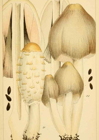 Reproducción/Reproduction 8380508206: British edible fungi :. London :K. Paul, Trench, Trbner,1891.