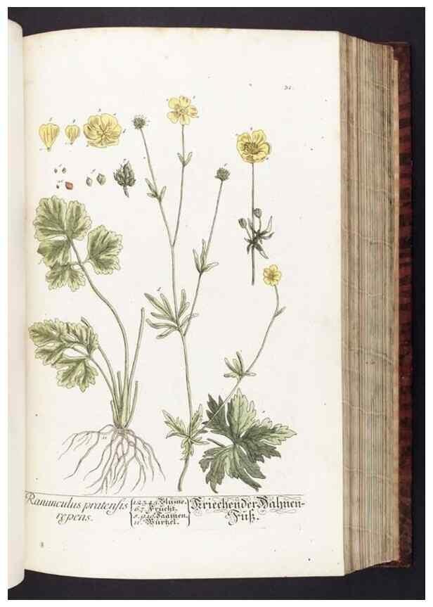 Reproducción/Reproduction 8380589390: Herbarium Blackwellianum emendatum et auctum, id est, Elisabethae Blackwell collectio stirpium. Norimbergae : Typis Io. Iosephi Fleischmanni, 1750-1773.
