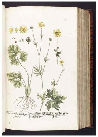 Reproducción/Reproduction 8380589390: Herbarium Blackwellianum emendatum et auctum, id est, Elisabethae Blackwell collectio stirpium. Norimbergae : Typis Io. Iosephi Fleischmanni, 1750-1773.