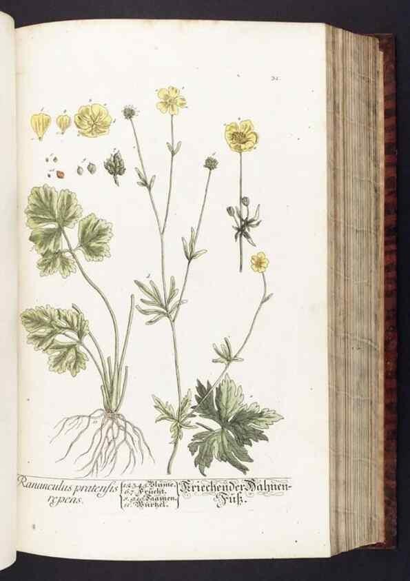 Reproducción/Reproduction 8380589390: Herbarium Blackwellianum emendatum et auctum, id est, Elisabethae Blackwell collectio stirpium. Norimbergae : Typis Io. Iosephi Fleischmanni, 1750-1773.