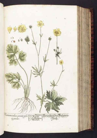 Reproducción/Reproduction 8380589390: Herbarium Blackwellianum emendatum et auctum, id est, Elisabethae Blackwell collectio stirpium. Norimbergae : Typis Io. Iosephi Fleischmanni, 1750-1773.