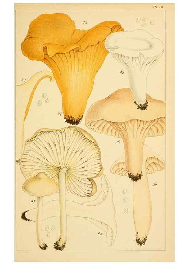 Reproducción/Reproduction 8379428877: British edible fungi :. London :K. Paul, Trench, Trbner,1891.