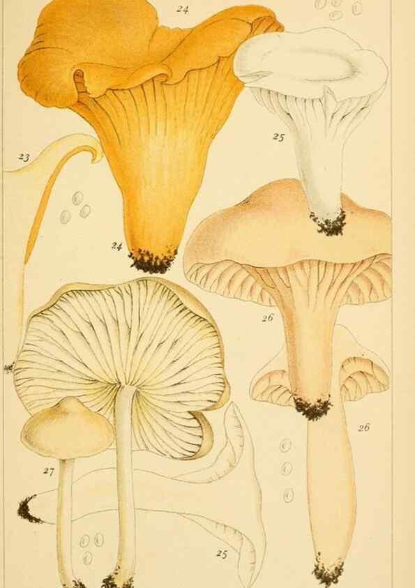 Reproducción/Reproduction 8379428877: British edible fungi :. London :K. Paul, Trench, Trbner,1891.