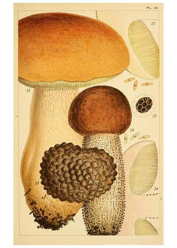 Reproducción/Reproduction 8379430061: British edible fungi :. London :K. Paul, Trench, Trbner,1891.