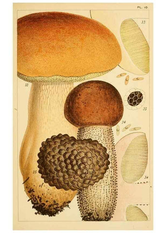 Reproducción/Reproduction 8379430061: British edible fungi :. London :K. Paul, Trench, Trbner,1891.